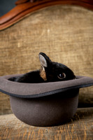 Sabers Hats and Rabbits
